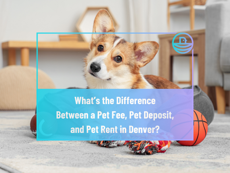 What’s the Difference Between a Pet Fee, Pet Deposit, and Pet Rent in Denver?